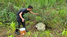 农村小伙去山上捡菌子，突然哎呀一声大叫，在地上看见了什么？