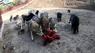 人工饲养的狼能被驯化吗？养狼人扔食物进圈，狼的野性果断暴露！