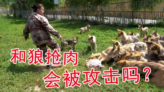 人工饲养的狼能被驯化吗？养狼人扔食物进圈，狼的野性果断暴露！