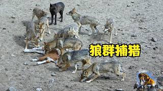 狼群如何对付体型大的猎物？对猎物试探下口，为啥是狼王变化最大