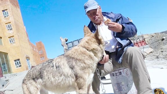新疆人如何宰杀动物？养狼人的传统剥皮法，为啥全程不见一滴血？