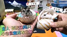 看主人是如何让这俩小仓鼠乖乖当寄居蟹的，为啥看着小黑像乌龟呢
