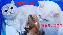 猫妈和女儿合养五只奶猫，猫妈只愿喂自己的小独苗，说它立马生气