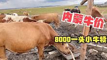 内蒙草原散养牛价咋样？一头小牛犊8000左右，注意小牛打针喂养