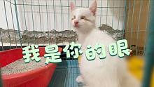 虽然这只小猫双目失明，不过以后我愿意充当牠的眼睛