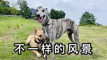 爬到一个小山顶，狗子们和铲屎官休息的时候，看到了不一样的风景