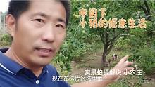 平原地区猪还可以这样养，果园下小香猪生活好惬意，有没人向往？
