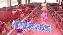去牛棚看望新成员，这待遇真好，保护太好没法靠近，只能远观一眼