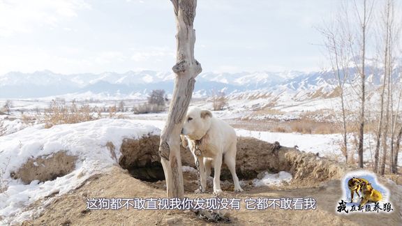 狼王脾气真暴躁！和女友吵架直接上手打，其他狼赶紧悄悄溜一边！