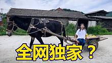 这可能是最接地气的一款“车”！