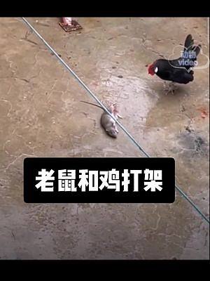 老鼠和鸡打架太搞笑了##搞笑动物配音 #动物成精 