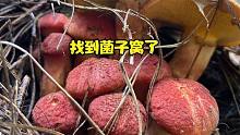 云南大山捡蘑菇，一窝一窝的红色菌子，不知有没有毒？
