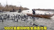 鱼鹰捕鱼结束后，渔民们同时喂100只鱼鹰一起吃鱼，场面相当震撼