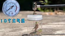 给“蝗虫”打上10个大气压，蝗虫可以承受得了吗？