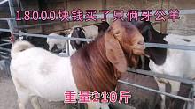 今天花了18000块钱买了一只小公羊回来，刚扎俩牙210斤