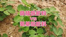 种植户买肥料，氨基酸肥和腐植酸肥选择哪个好？二者有何区别？