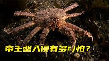 帝王蟹入侵全世界有多可怕？每吃一只，都是在拯救世界！