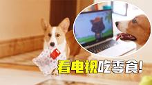 狗狗多贴心，主人和狗狗看动画片，狗狗居然还把零食拿过来！