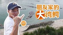 鳄鱼哥：去朋友家寻找六米长的湾鳄，没想到还能和尼罗鳄玩耍！