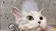 拿破仑猫洗澡体验，安排！