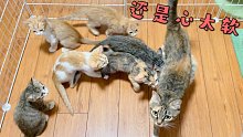 断奶期的小插曲，猫妈妈最后心太软