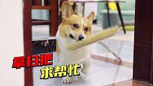 狗狗成精了，鬼鬼祟祟暗示完主人后，狗子竟然还去把扫把拿了过来