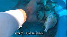 野钓，原来钓黄脚腊这么好玩儿！果然还是白嫖更过瘾。