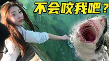 迈阿密巨物横行？美女徒手喂鱼，大叔害怕到尖叫！