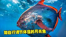 巨型月亮鱼竟被贱卖？此鱼可遇不可求，钓鱼人都想钓它！