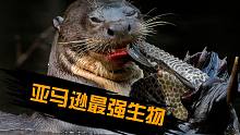 亚马逊食物链顶端？巨獭牙齿锋利体型壮硕，居然还会用工具!