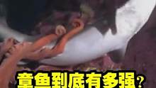 章鱼到底有多强？？