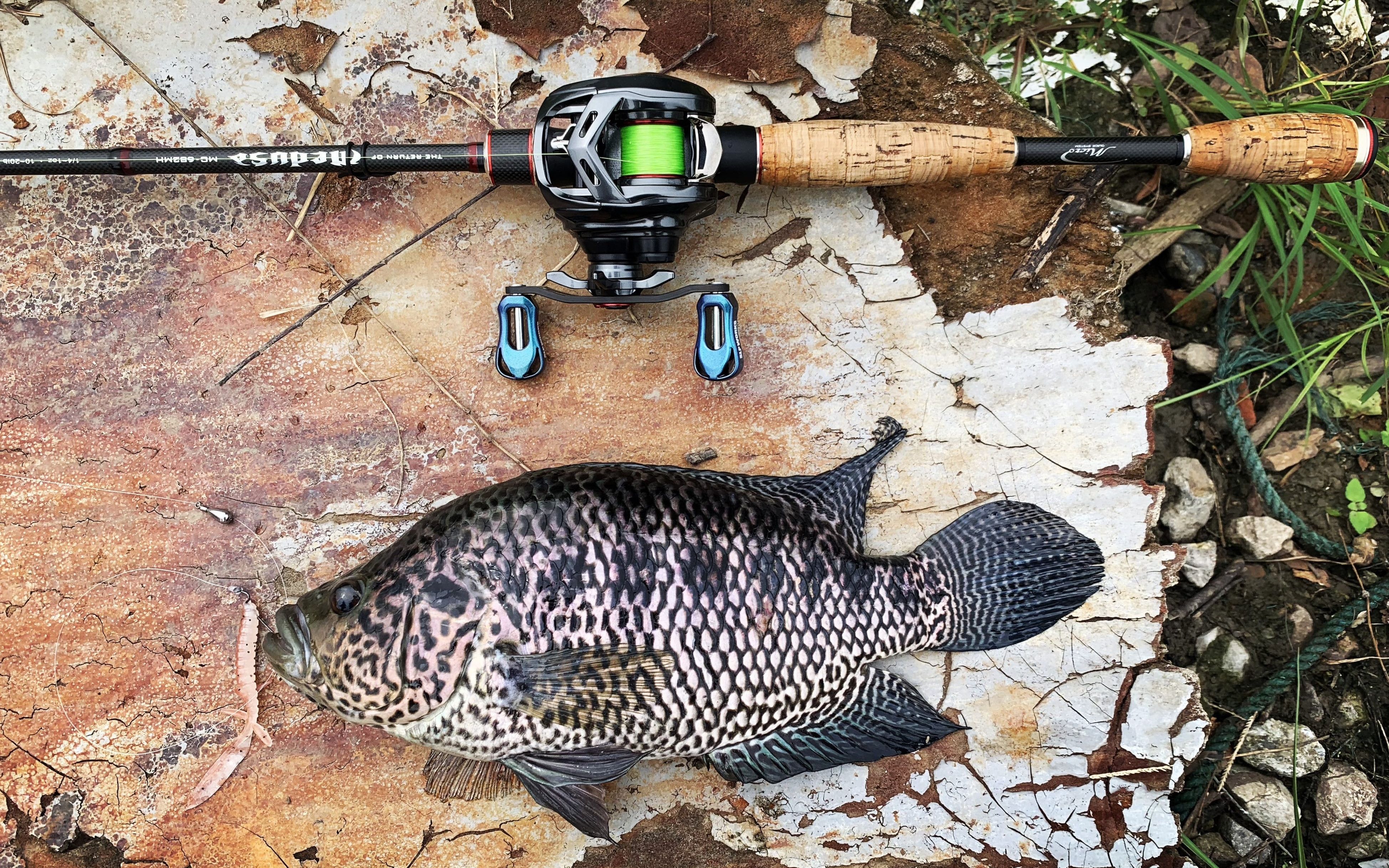 【驯鱼日记】第115集：用新钓组盘老板，别人没口它连杆，好玩儿！