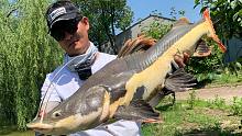 【驯鱼日记】第97集：小农庄里钓起怪鱼，1米多长30多斤，渔轮被它拉报废！