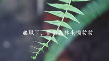 【咖啡店】森林起风了，听，风在说话小森林