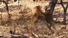 为了生存 竞争激烈的野生#孟加拉虎# 越是艰难的环境 才能造就更加坚强的动物#老虎#动物百态