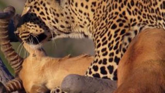 花豹辛苦捕猎岂料狮子在后,独行花豹面对群狮盗抢敢怒不敢言!