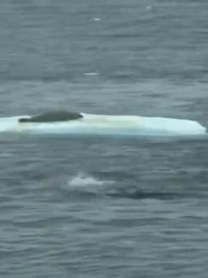 海豹正在冰块呼呼大睡，没有发现自己被三条虎鲸盯上了