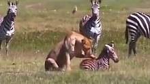 眼睁睁看着被吃，小斑马被狮子捕获，斑马群在眼前都不敢救
