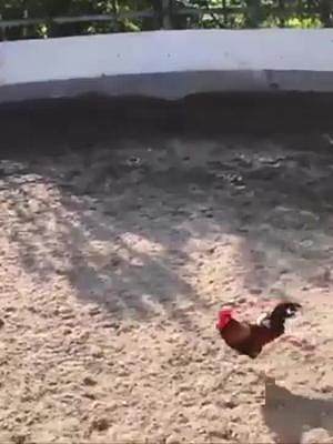 鸡跳进马圈，马被吓得慌不择路，直接摔倒在地