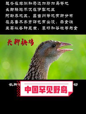 长脚秧鸡-中国罕见野鸟 #野生动物  #DOU上热门