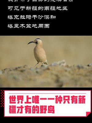 世界上唯一一种只有新疆才有的野鸟-白尾地鸦 #doⅴ十上热门  #dou十小助手