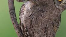 西红角鸮在中国仅分布于新疆 #抖音小助