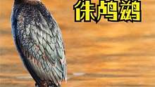 在中国十分罕见，2018年首次出现在新疆的玛纳斯湿地。 侏鸬鹚是鸬鹚科小鸬鹚属的鸟类，是所有鸬鹚中体