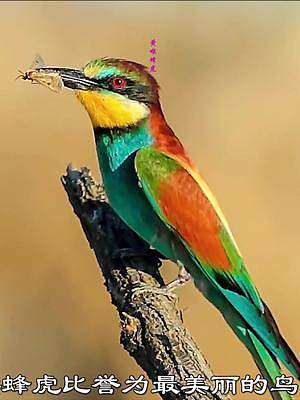 黄喉蜂虎-被誉为最美丽的野鸟，你见过吗？