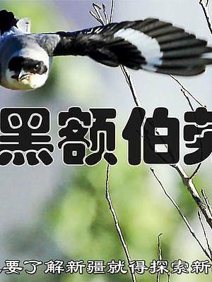 黑额伯劳在中国仅分布于新疆