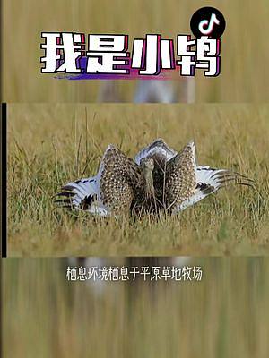 小鸨是国家一类保护鸟类，在中国仅分布于新疆塔城，最佳拍摄时间：每年8月中旬至9月中旬。 #越野 #抖