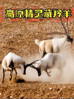 藏羚羊它们身材矫健奔跑如飞，被称为“高原精灵”。藏羚羊主要生活在可可西里。可可西里蒙语为“美丽的少女