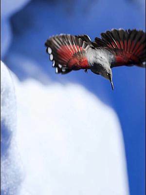 红翅旋壁雀-摄影#野生动物 #鸟类摄影 #抖音小助手