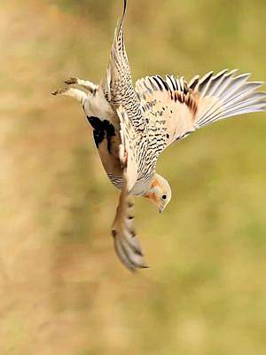 毛腿沙鸡摄影#鸟类摄影 #人与自然 #抖音小助手 #拍鸟