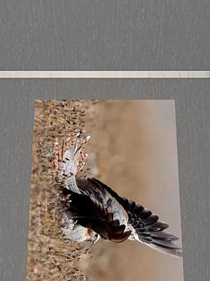 西藏毛腿沙鸡-探索新疆摄影#鸟类摄影 #人与自然 #抖音小助手
